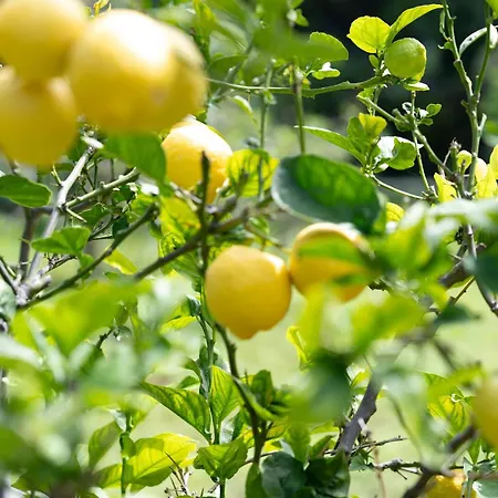 Holiday home Teide Eco Harmony El Amparo