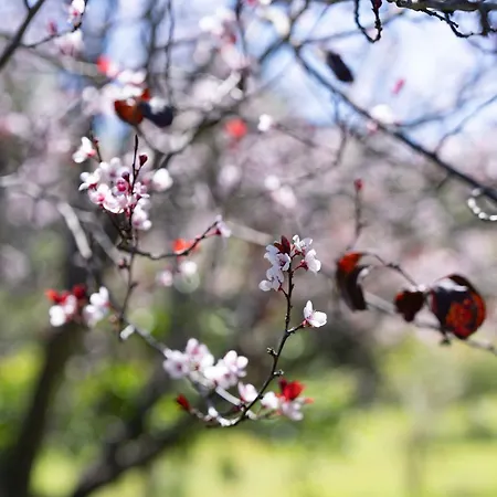 Teide Eco Harmony بيت للعطل *