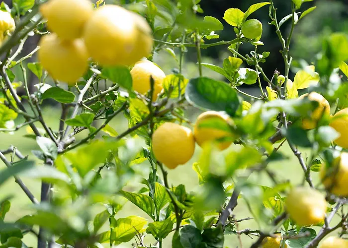 Сasa de vacaciones Teide Eco Harmony El Amparo